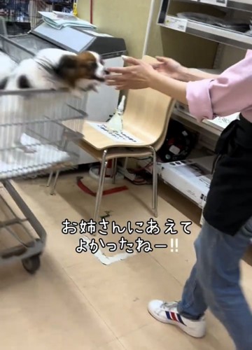 手を広げる人に近づく犬