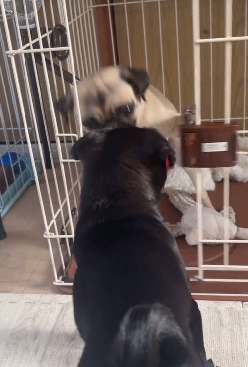 おはぎちゃん&ちまき君の脱走劇7