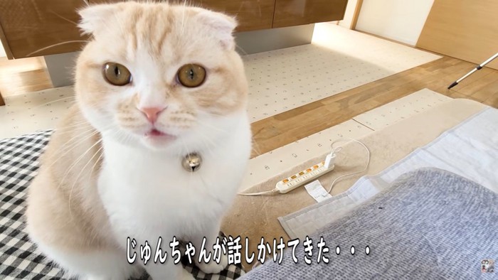 「にゃ～」と話しかけるじゅんちゃん