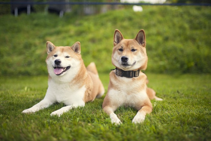 芝生に伏せる2頭の柴犬