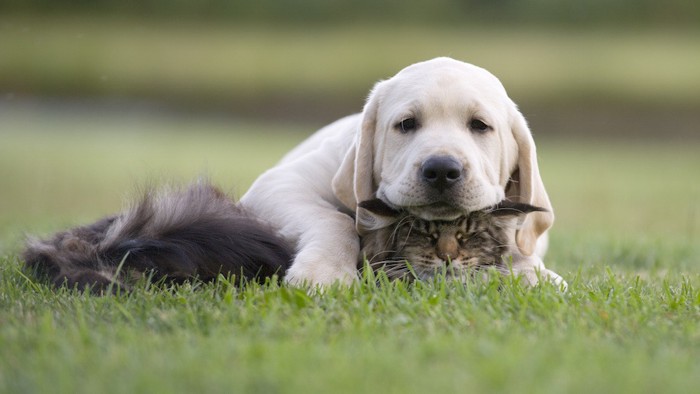 猫とラブラドールレトリーバーの子犬