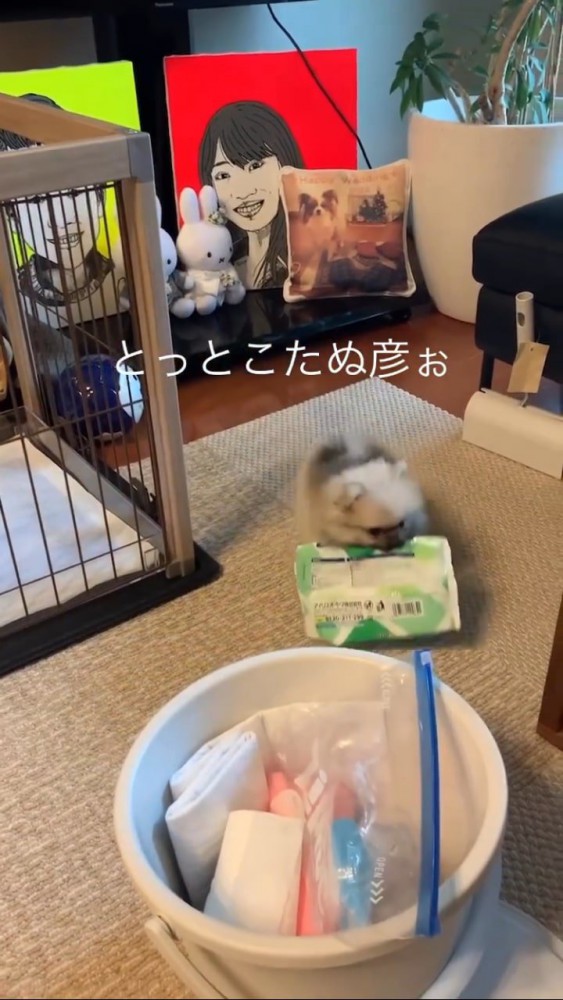 ウェットシートを咥えて部屋を散策するポメ赤ちゃん