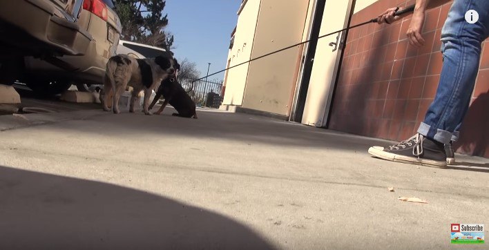 つかまった犬と様子を見に来た犬