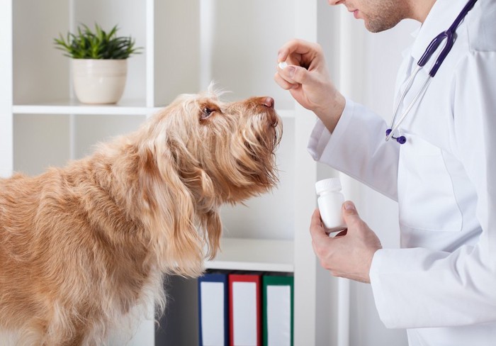 錠剤を持つ獣医師を見つめる犬