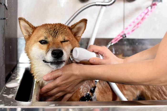 シャワー中の柴犬