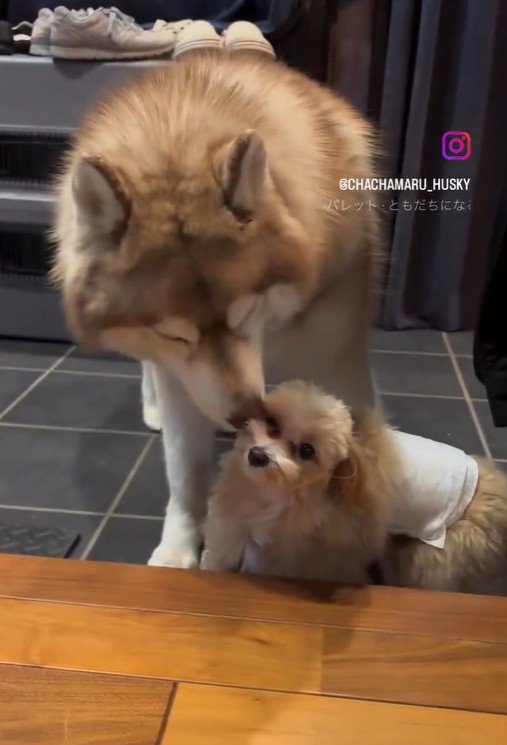 茶々丸くんとお友達2