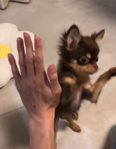 立ち上がって前足を飼い主の足に置く子犬