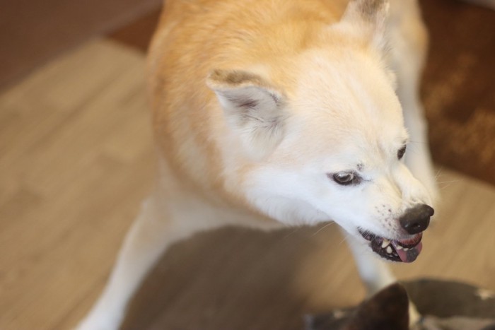 歯を剥き出して唸る犬