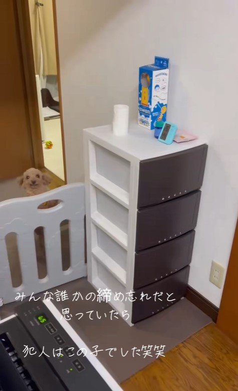 収納棚を開けて脱走するぽぽちゃん