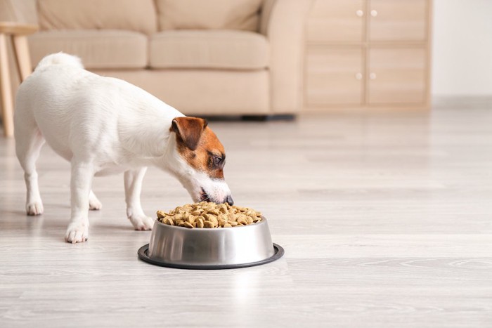 お皿からごはんを食べている犬