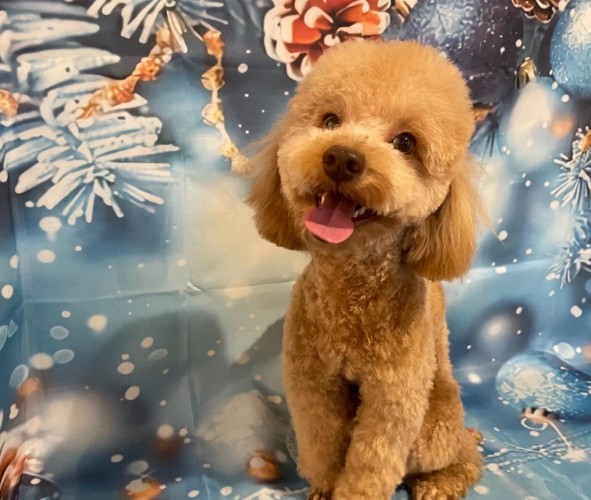 マイペースな弟犬