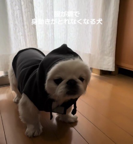 服を着せると…