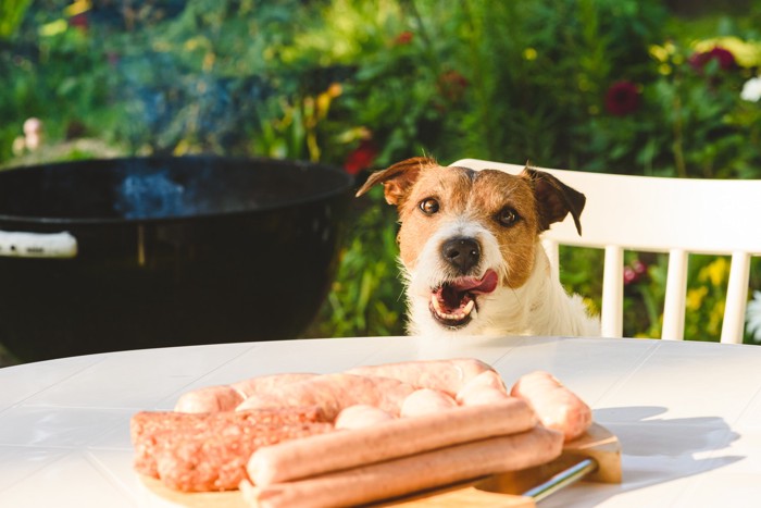 テーブルの上のソーセージを見つめる犬