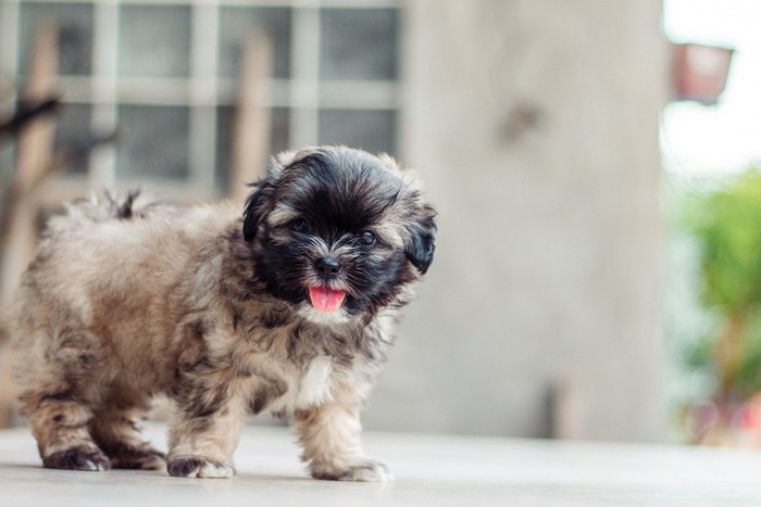 舌を出して喜ぶ子犬