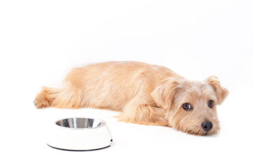 食器と犬