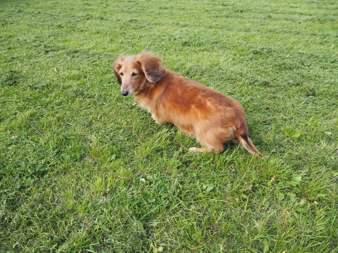 満足げな犬