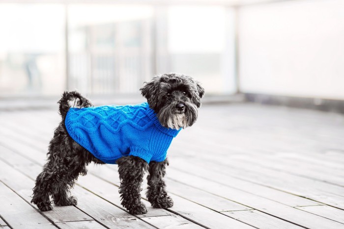 水色のニット服を着る犬