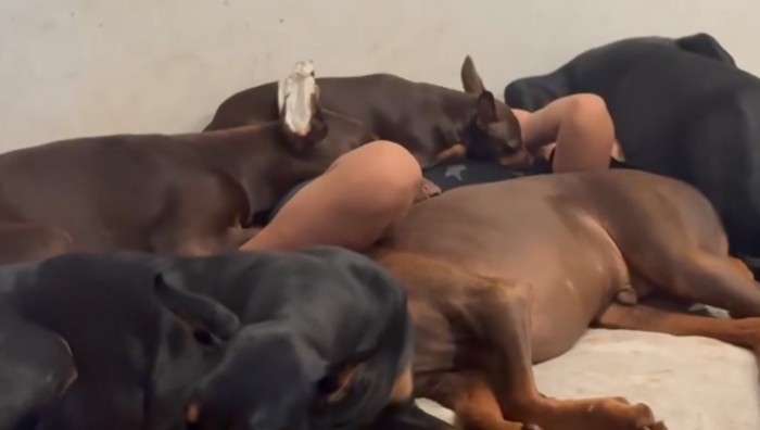 犬に埋もれる男の子の足