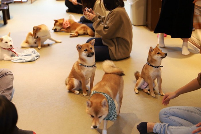 たくさんの柴犬と触れ合う人々