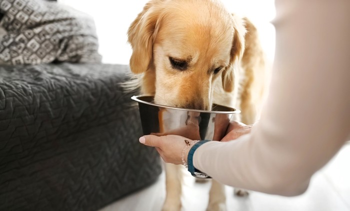 飼い主が差し出す食器から飲水している犬