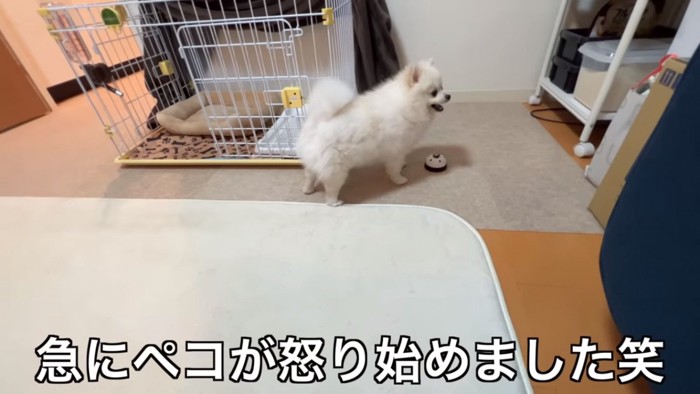 ベルの前で怒るペコちゃん