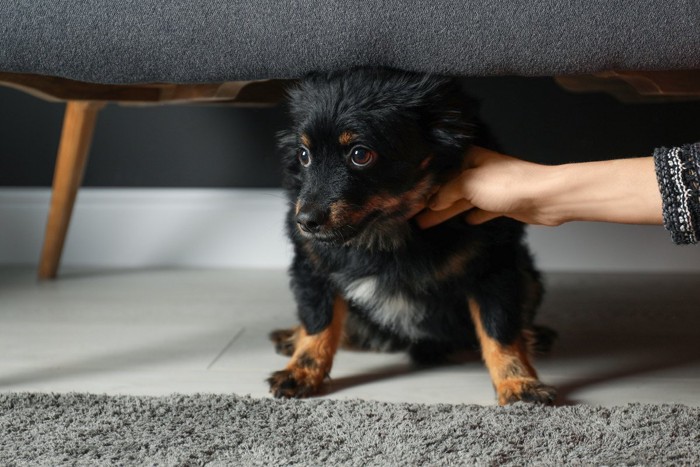 ソファの下で顔と目をそらす黒犬