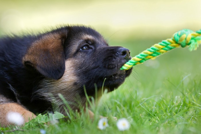 おもちゃで引っ張り合いをする犬