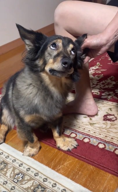 上目遣いのマックくん