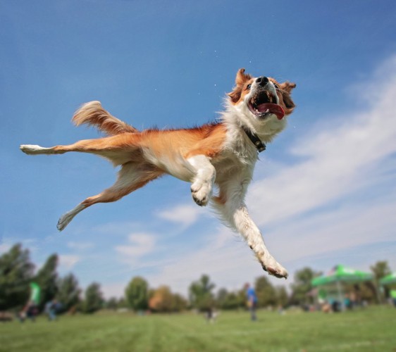 芝生でジャンプする犬