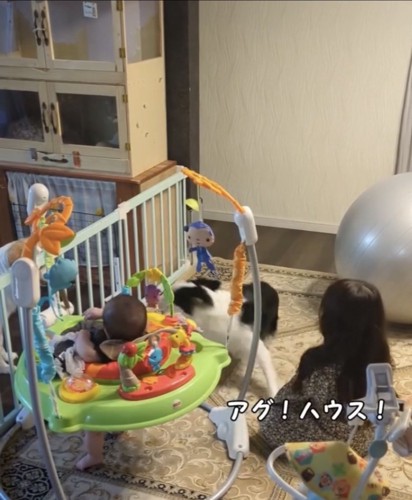 起き上がる犬