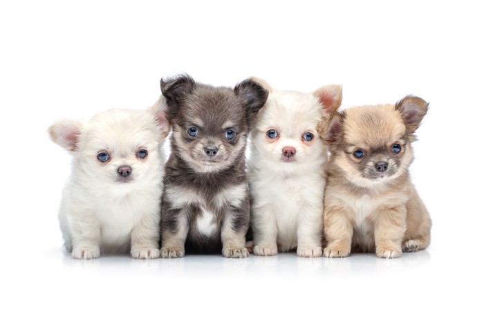 並んで座っている4頭のチワワの子犬
