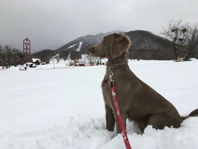 雪原のワイマラナー