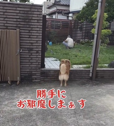 庭に入ろうとする犬