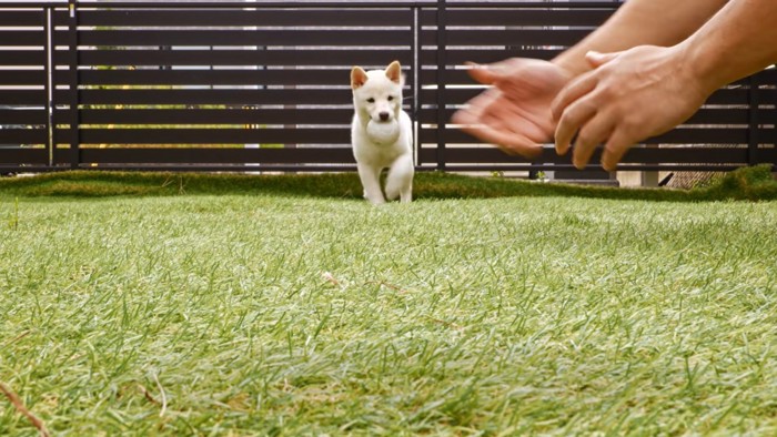 男性の手とボールをくわえた白い犬