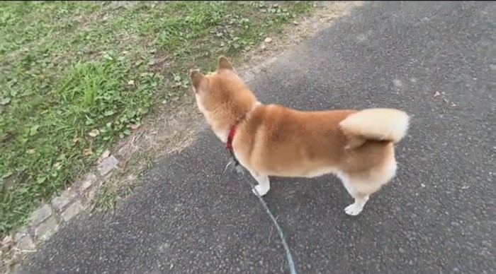 立ち止まる犬