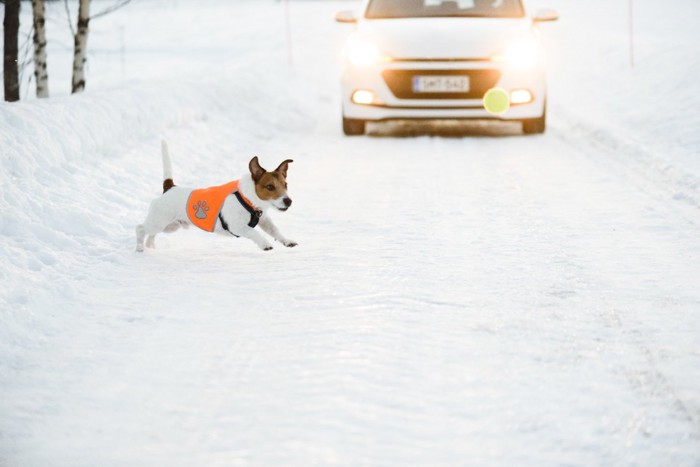 走っている車の前に飛び出している犬