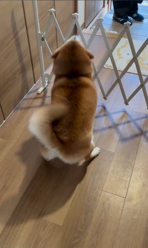 お兄ちゃんの帰省を喜ぶパンちゃん⑩