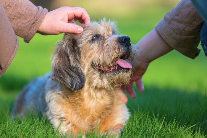 芝生の上でなでられている犬