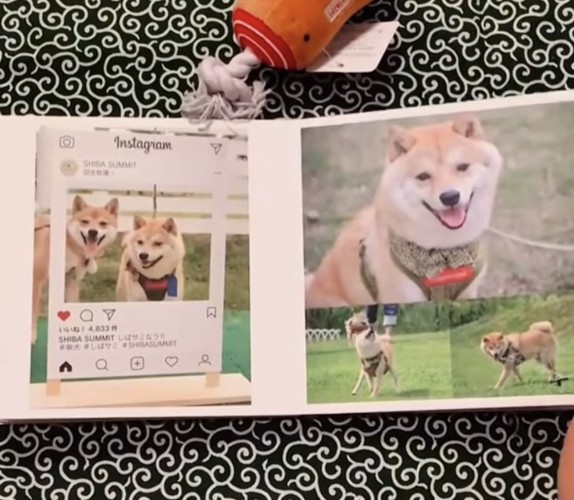 犬のアルバム