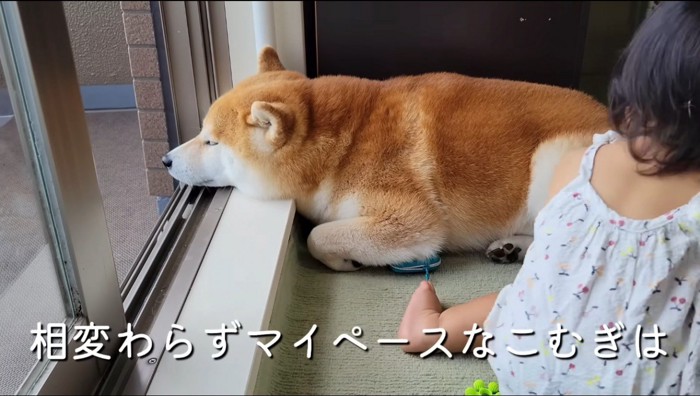 窓の縁にアゴを乗せて伏せをするオスの柴犬