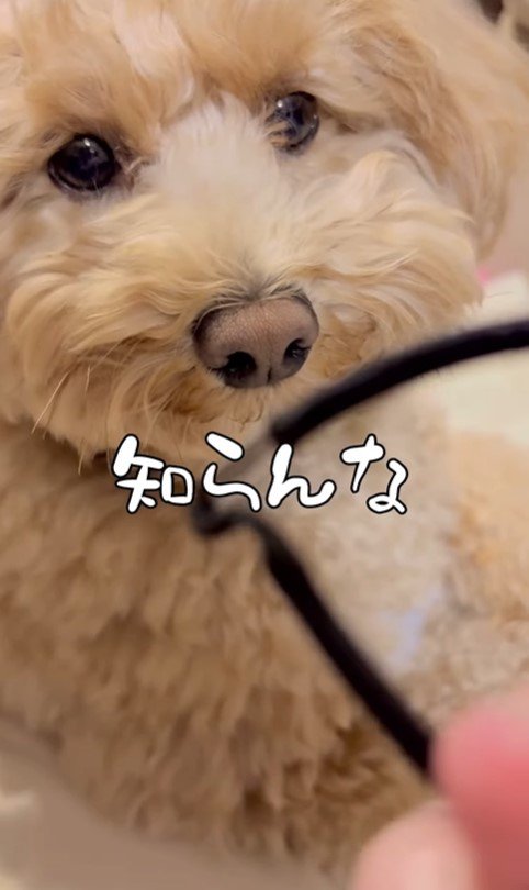 イタズラがバレた時のテンちゃん⑩