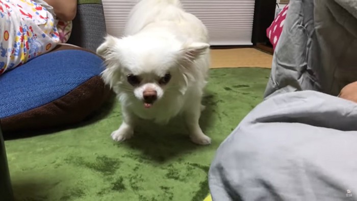 下を向く犬