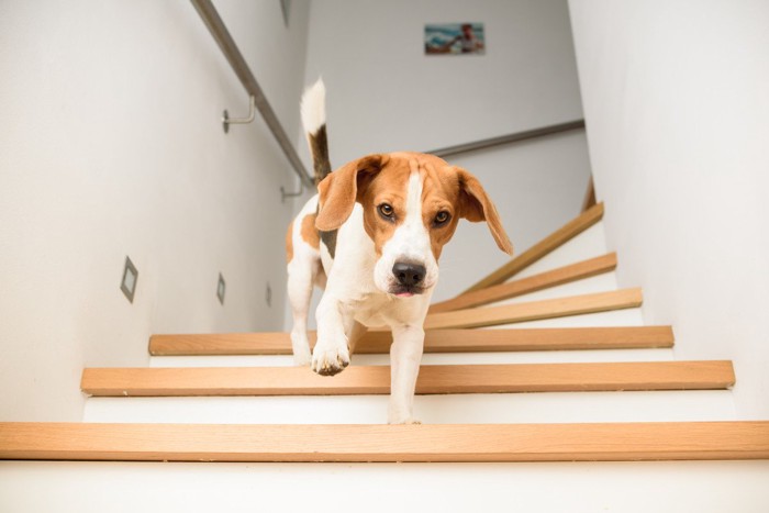 階段を下りる犬