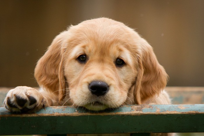 不安気なゴールデンの子犬