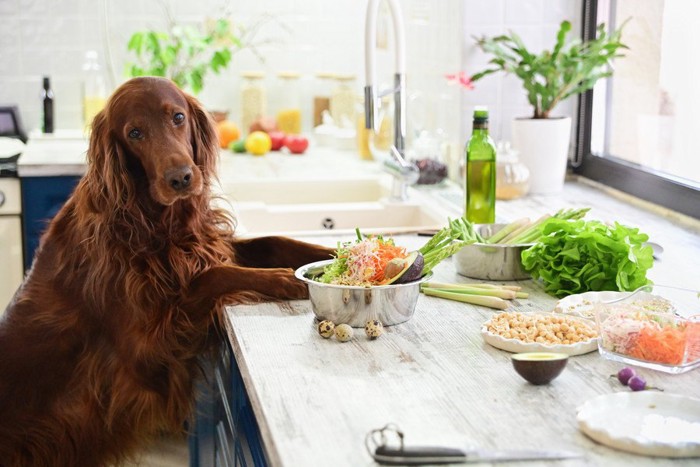 並んだ食材と犬