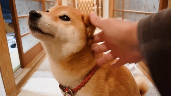 なでられる柴犬