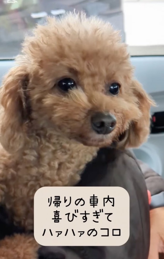 落ち着いた犬