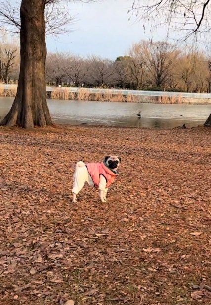 二度見する鱈ちゃん