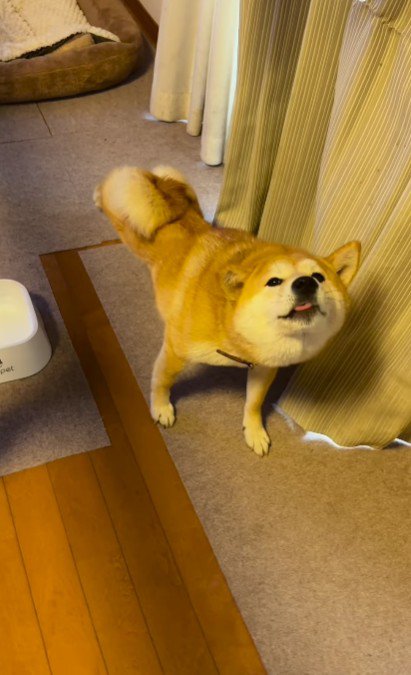 柴犬のぺこリンボちゃん