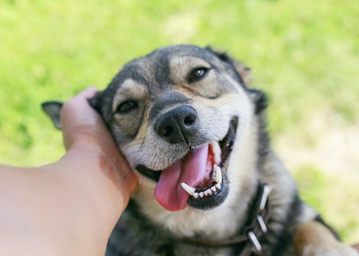 顔を撫でられて笑顔になる犬